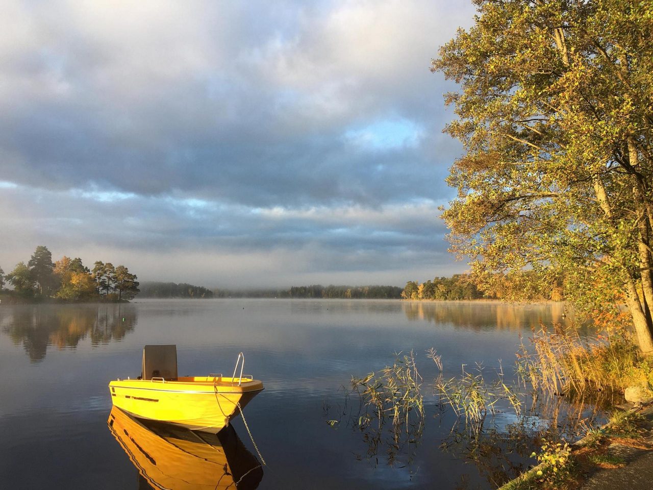 Gul eka i sjö