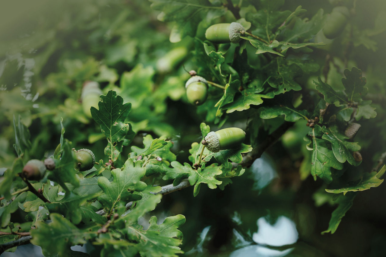 Eklöv och ekollon i närbild