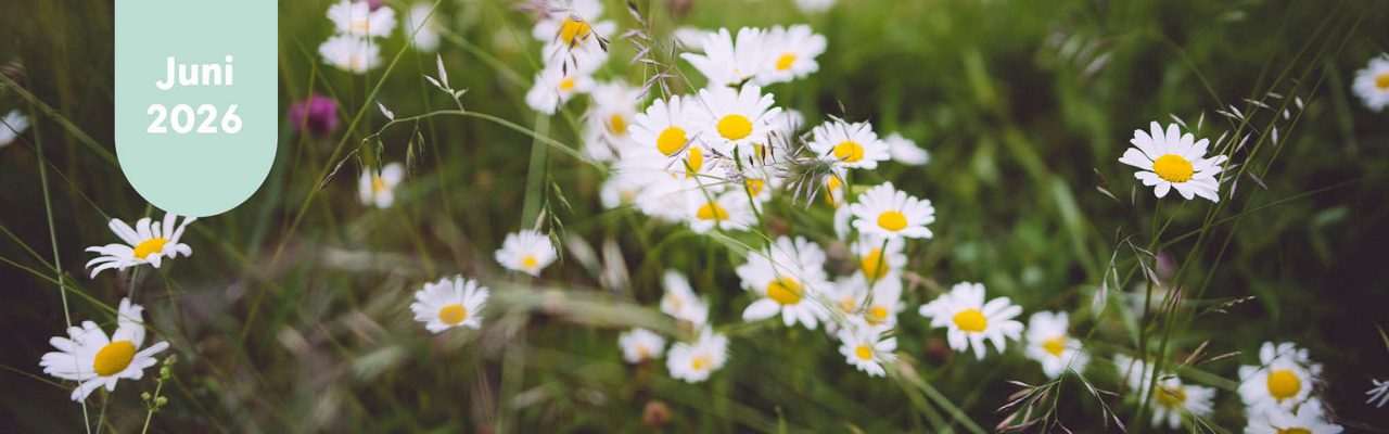 Ett foto på en blomsteräng