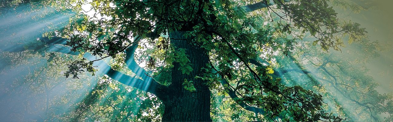 Träd där solen skiner igenom