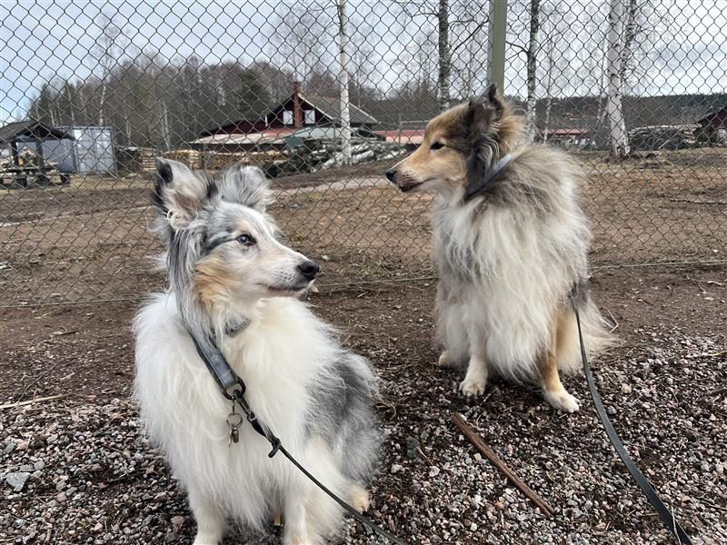 Hundar och människor under invigningen av Leksands hundpark vid Norsbro.