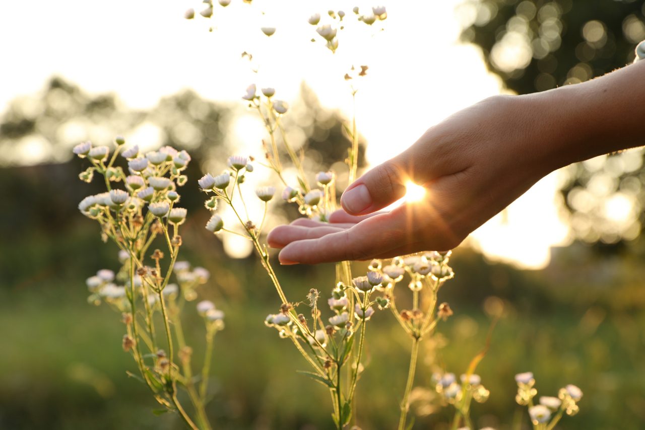 Närbild hand som tar på blommor i solnedgång