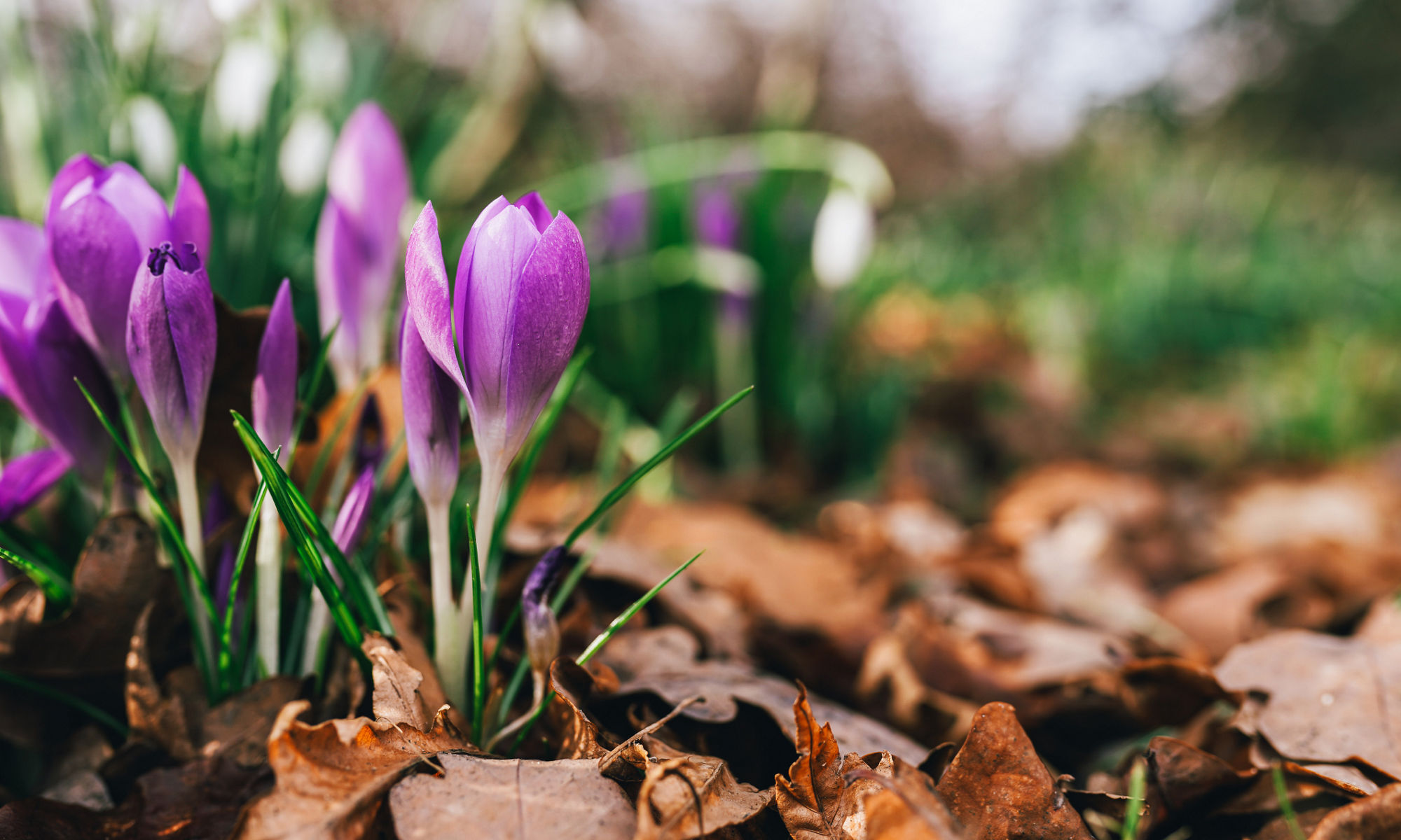 Lila krokusar som håller på att slå ut i en rabatt