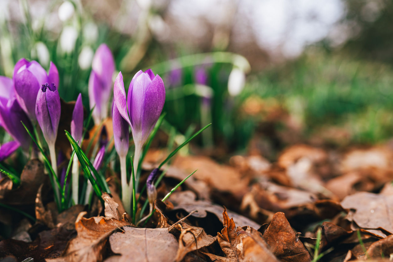 Lila krokusar med bruna löv runt