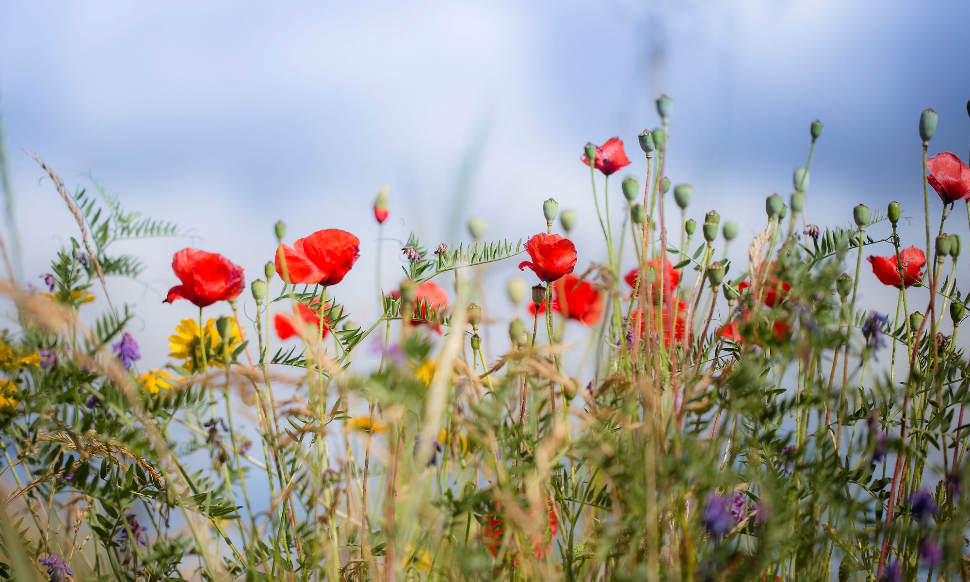 Röd vallmo och andra vilda blommor i en sommaräng under blå himmel.