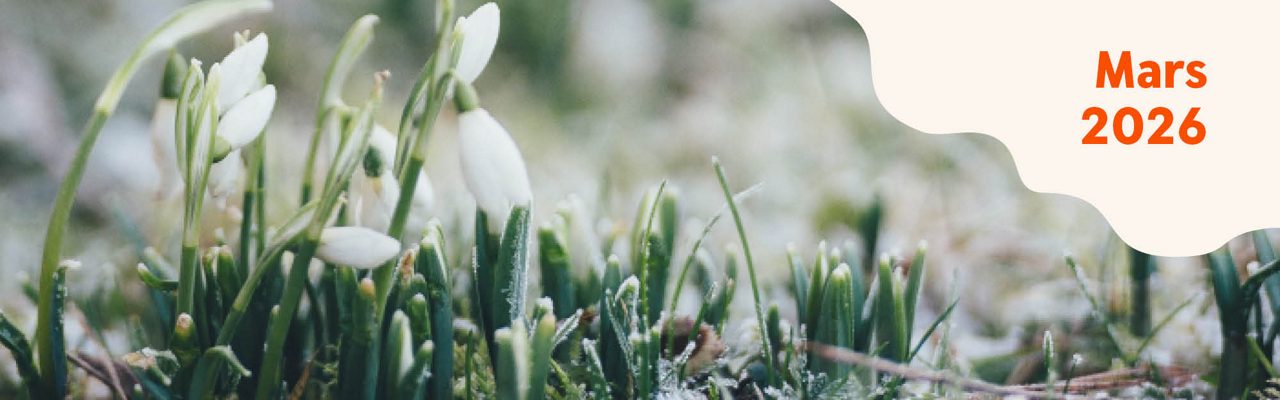 Ett foto på snödroppar