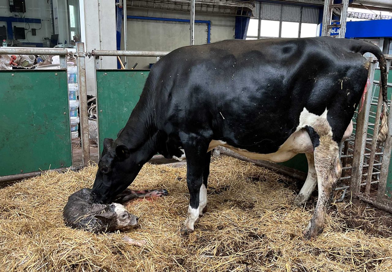 En nyfödd kalv blir omhändertagen av sin mamma.