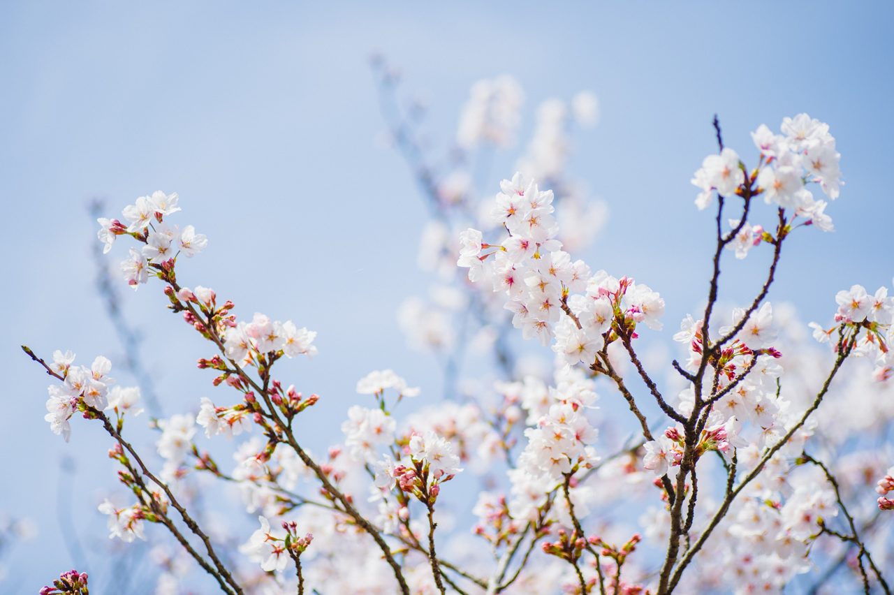 Körsbärsblommor med blå himmel