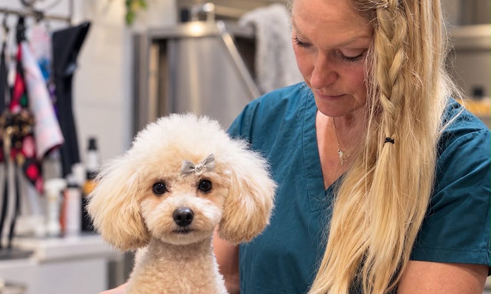 En kvinna arbetar med en liten ljus hund som har en rosett på huvudet i en salongsmiljö.
