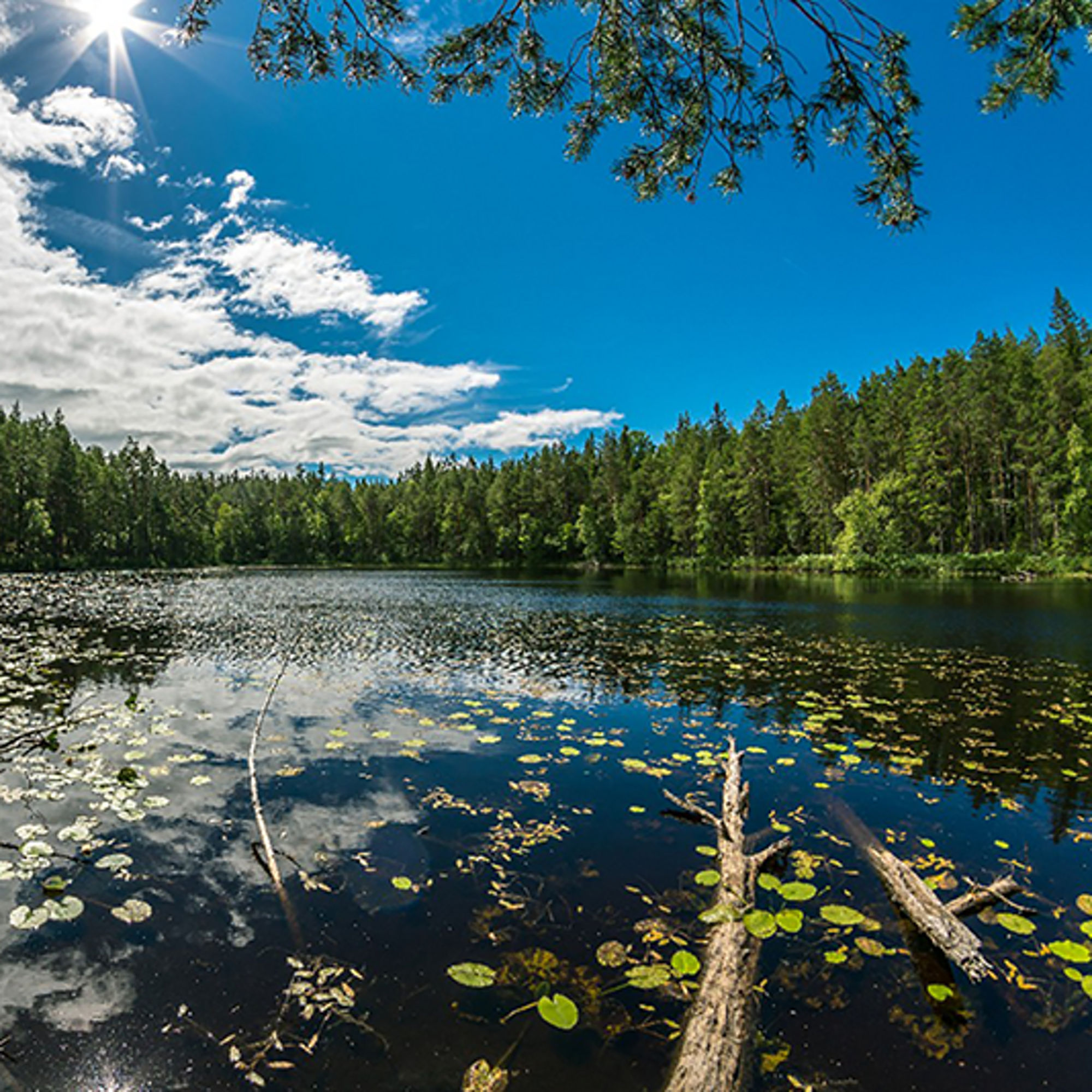 Sjö med näckrosblad och skog runtomkring