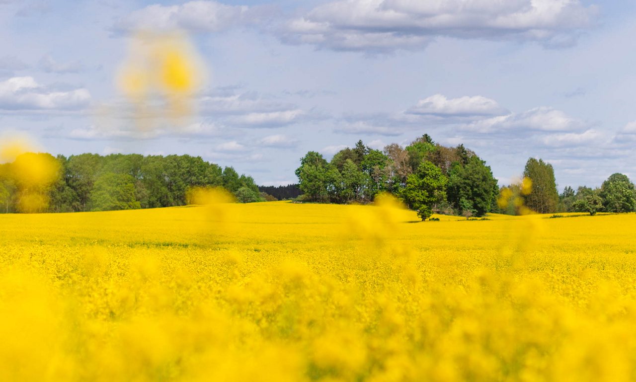 Rapsfält med skog i bakgrunden