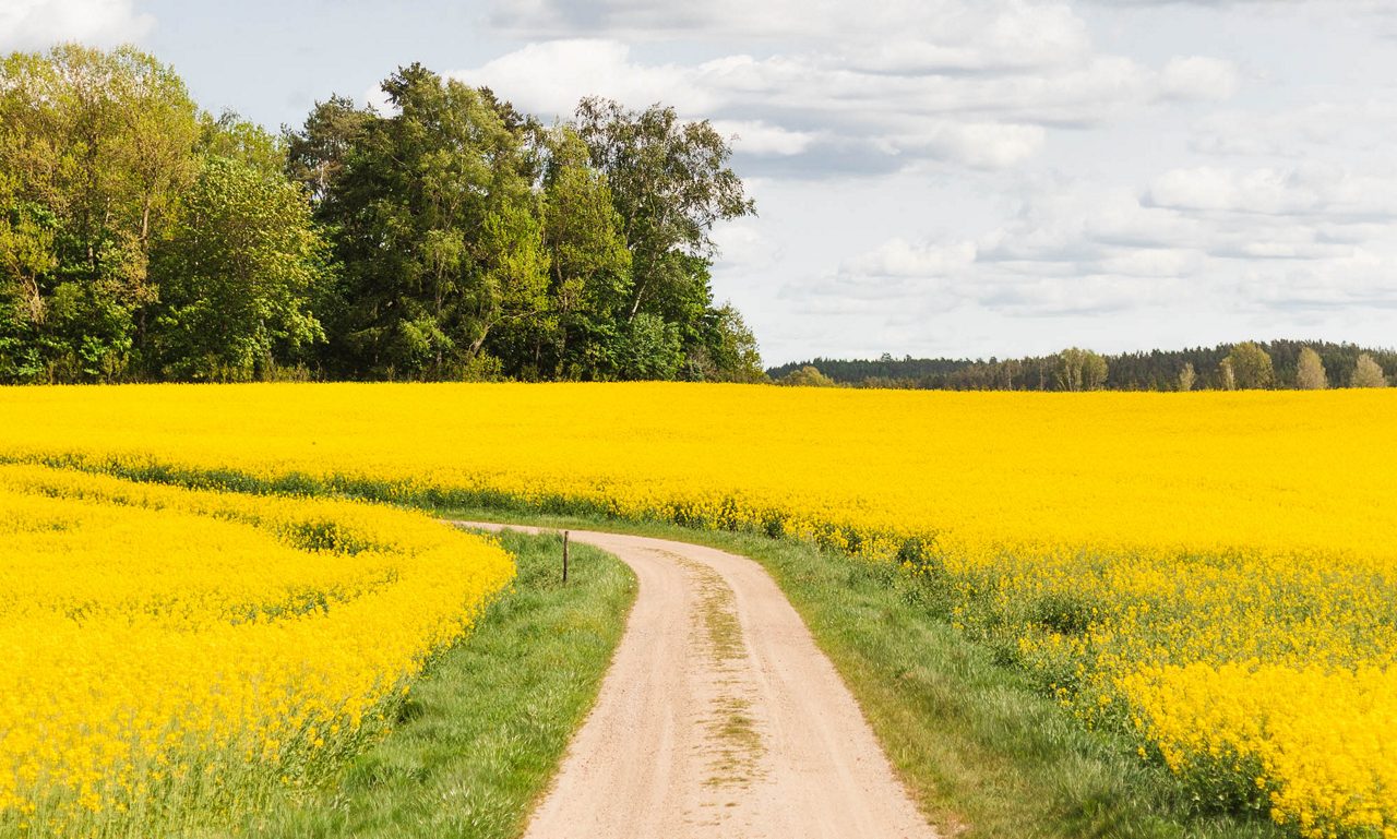 Blommor på en åker