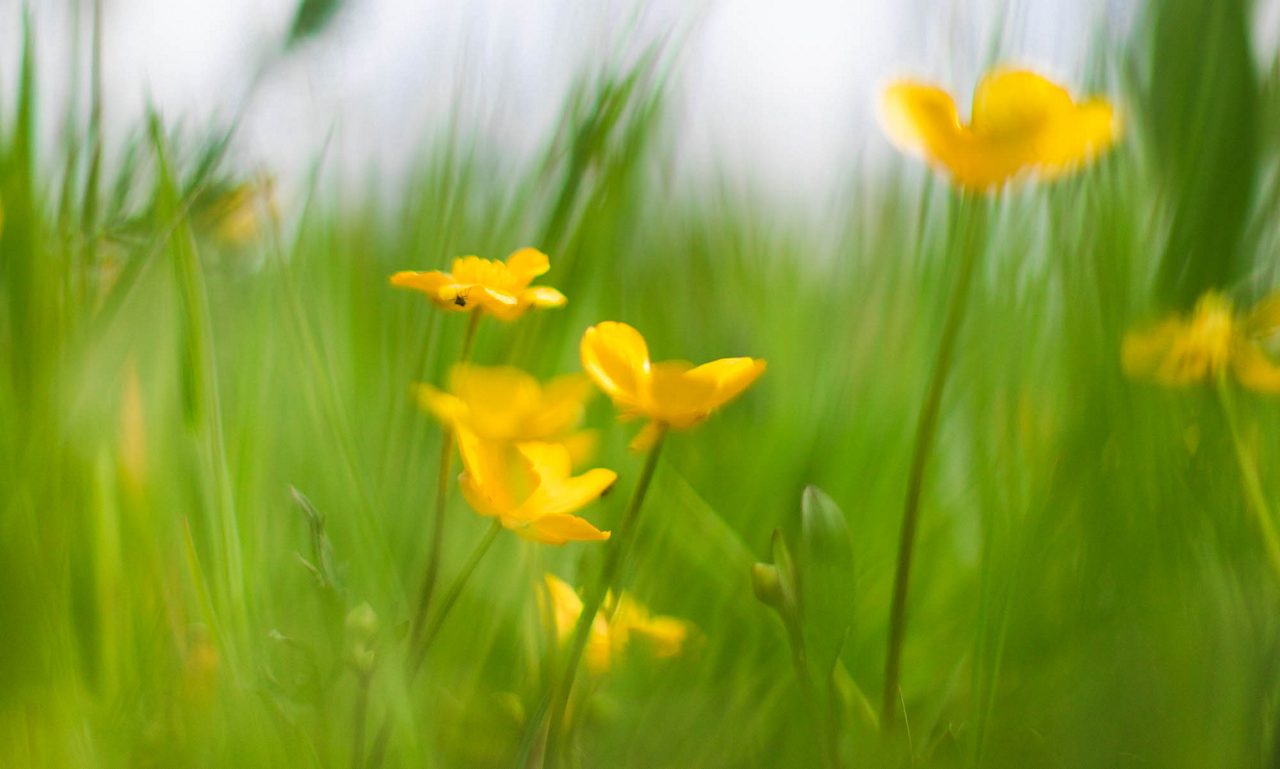 Blommor på en åker