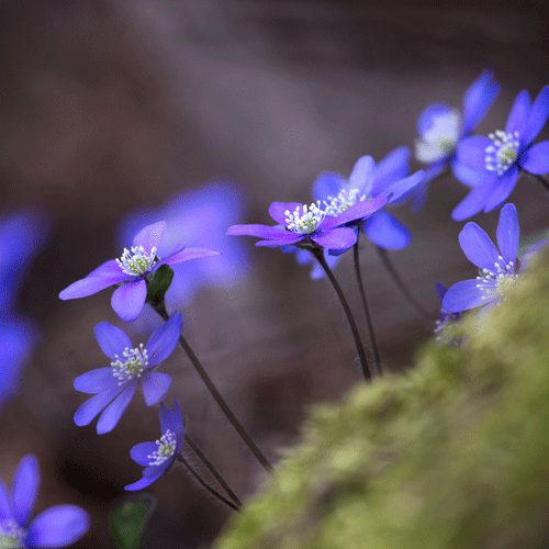 Bild på blåsippor