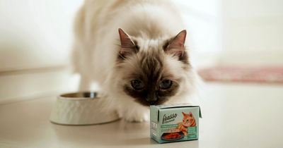 Katze schnuppert an Tetra Recart Verpackung