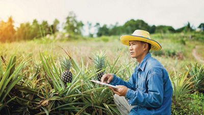 Homme asiatique dans un champ d’ananas