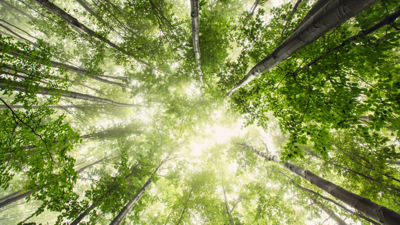 Picture of canopy from below