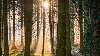 sustentabilidade ambiental relatório de metas