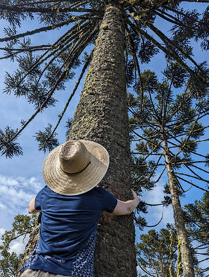 Conservador das Araucarias Land Restoration in Brazil