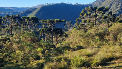 Forest Brazil