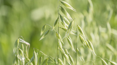 Hafer auf dem Feld