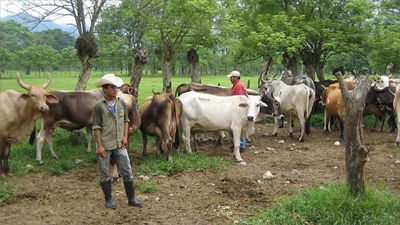 cow farmer