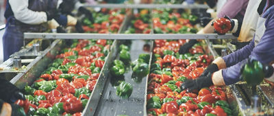 Frutos de pimenteira na fábrica