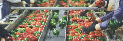 Frutos de pimenteira na fábrica