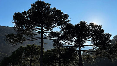 Araucaria trees