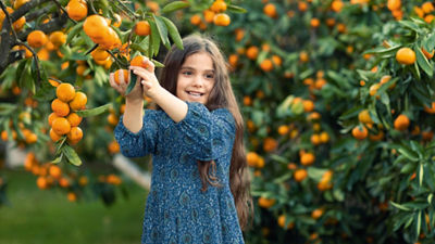 Niña juntando naranjas 