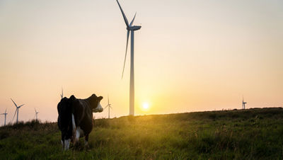 Cow in fields having wind mills