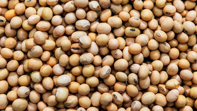 Close-up of dried soybeans used as ingredients in plant-based food and beverage production.