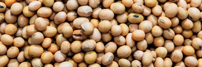 Close-up of dried soybeans used as ingredients in plant-based food and beverage production.