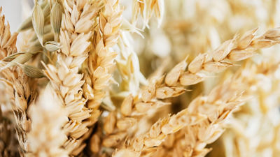 Close-up of ripe golden grain heads