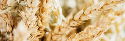 Close-up of golden wheat grains on ripe wheat stalks.