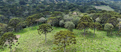 image of trees on a hill