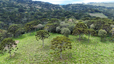 trees on hill