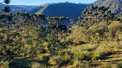 araucaria forest