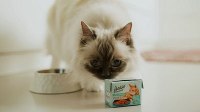 Cat and cat food in Tetra Recart carton package