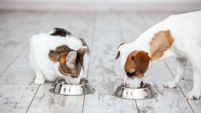 Cat and dog eating