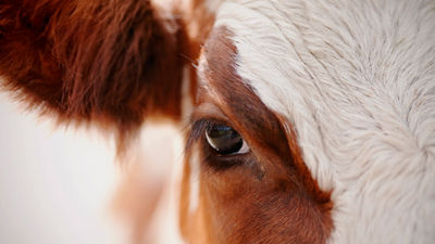 Close-up of cow