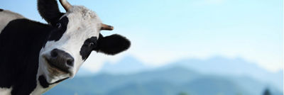 Vaca mirando desde la izquierda