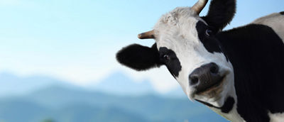 Cow looking in from right