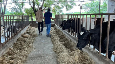 Cows in barn, Dairy hub in India