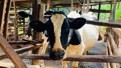 Cow, dairy hub project in Kenya