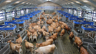 Cows in barn, batch milking solutions from DeLaval