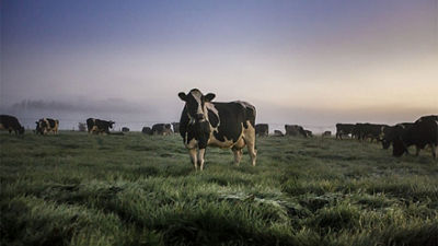 Plusieurs vaches debout dans un champ d&#39;herbe