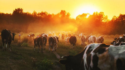 Cows in sunset