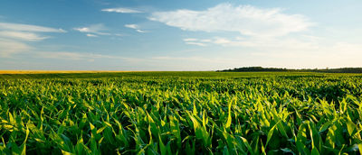carbon neutrality