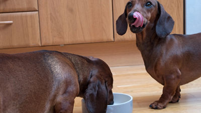 Dogs eating dog food